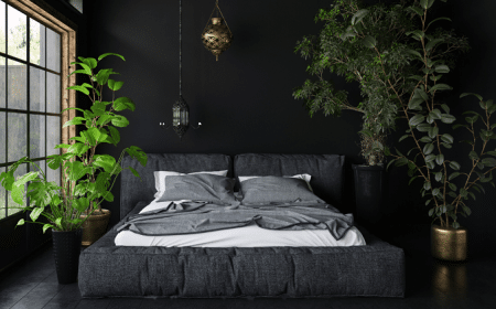 quelles sont les plantes qui n'ont pas besoin de lumière intérieur