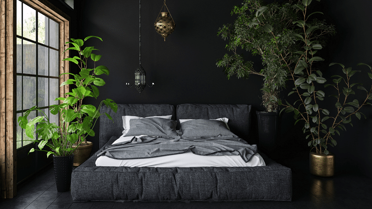 quelles sont les plantes qui n'ont pas besoin de lumière intérieur