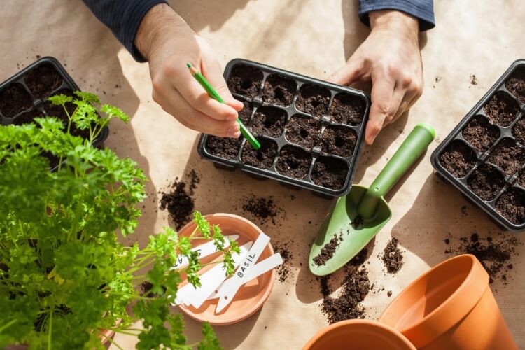 quels légumes semer au mois de février