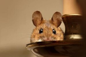 qu'est-ce que les rats détestent