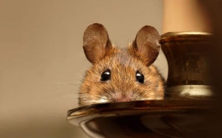 qu'est-ce que les rats détestent