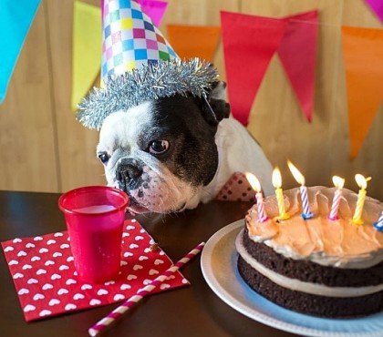 recette gâteau pour chien viande beurre friandise biscuit anniversaire