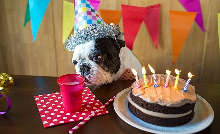 recette gâteau pour chien viande beurre friandise biscuit anniversaire