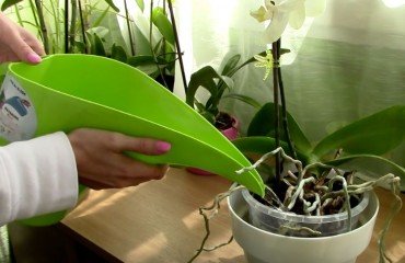 solutions pour faire refleurir une orchidée sans tige 2023