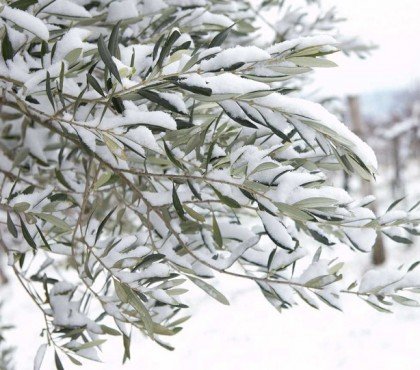 Comment protéger un olivier pendant l'hiver