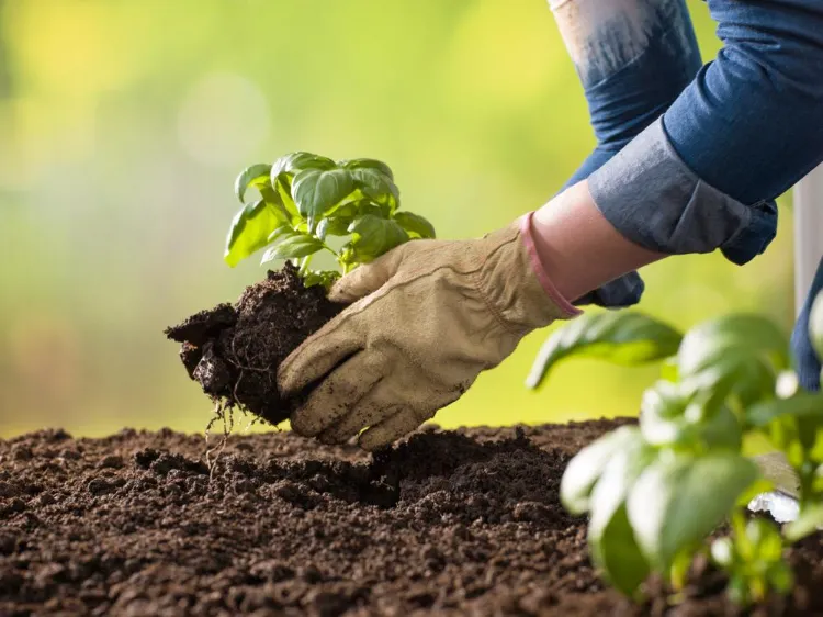 Fertiliser votre terre comment préparer le jardin pour le printemps apres hiver fleurs légumes
