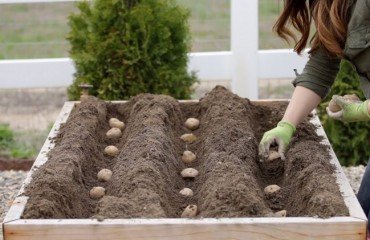 Quand et comment planter des pommes de terre