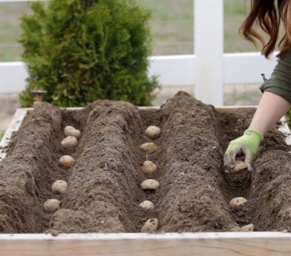 Quand et comment planter des pommes de terre