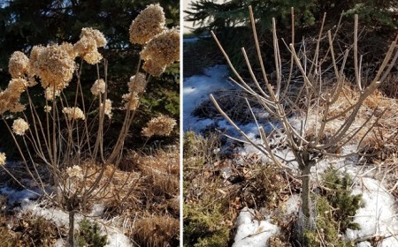 Quand et comment tailler un Hydrangea paniculata Tuto VIDÉO pour avoir un jardin bien fleuri