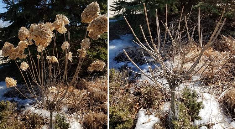 Quand et comment tailler un Hydrangea paniculata Tuto VIDÉO pour avoir un jardin bien fleuri