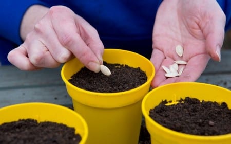 Quand faire les semis de courgettes pour avoir une récolte précoce