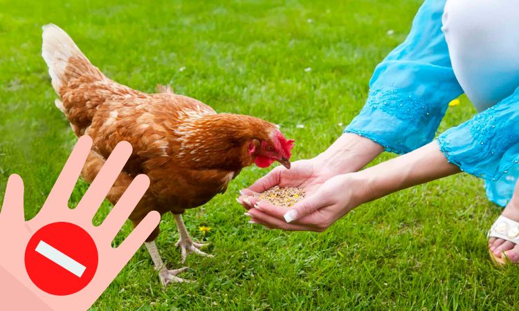 Quels sont les aliments toxiques pour les poules