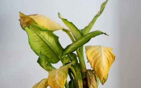à quelle fréquence faut-il arroser dieffenbachia intervalles arrosages vérifier humidité sol