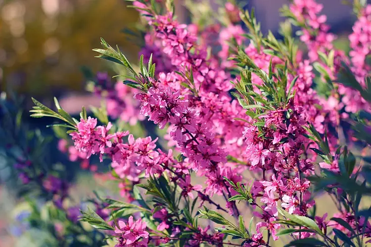amandier nain de Russie jardin arbuste plantes entretien paysage fleurs printemps
