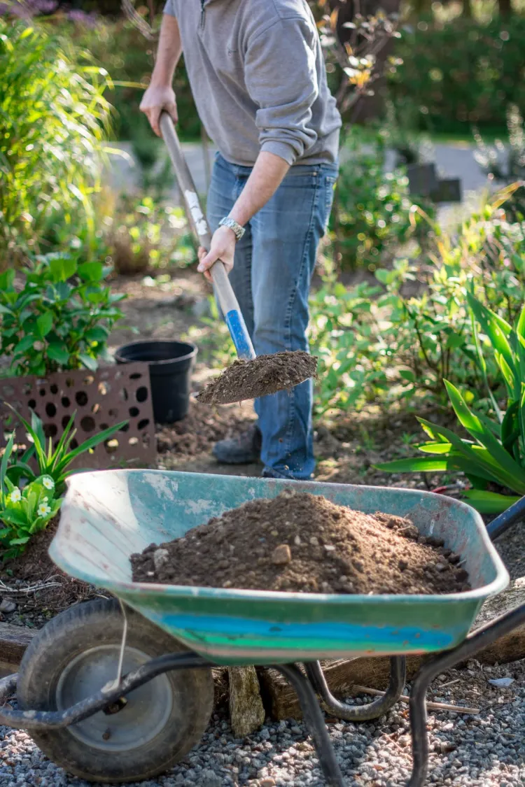 apport de compost pour l'hortensia 2023