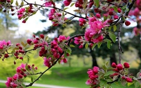arbustes qui fleurissent au printemps rose bleu jaune jardin tailler