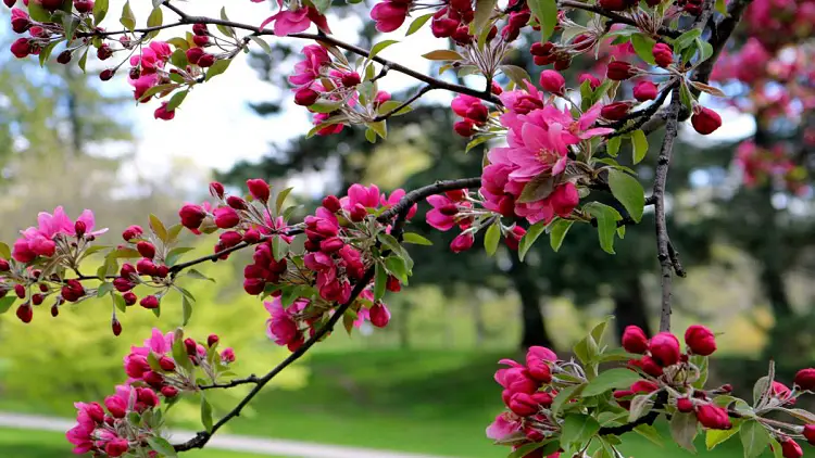 arbustes qui fleurissent au printemps rose bleu jaune jardin tailler