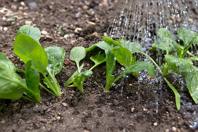 arroser épinards legume jardin soins astuces sol recolte