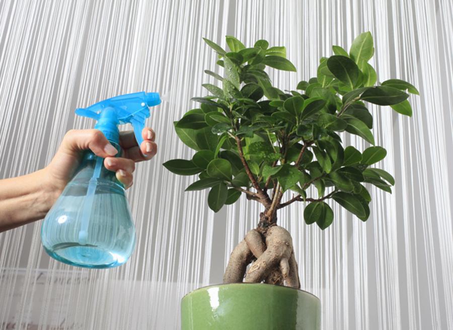 bonsaï ficus taille