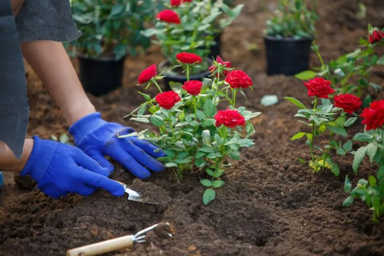 bouture de rosier en pleine terre au printemps pourquoi et comment