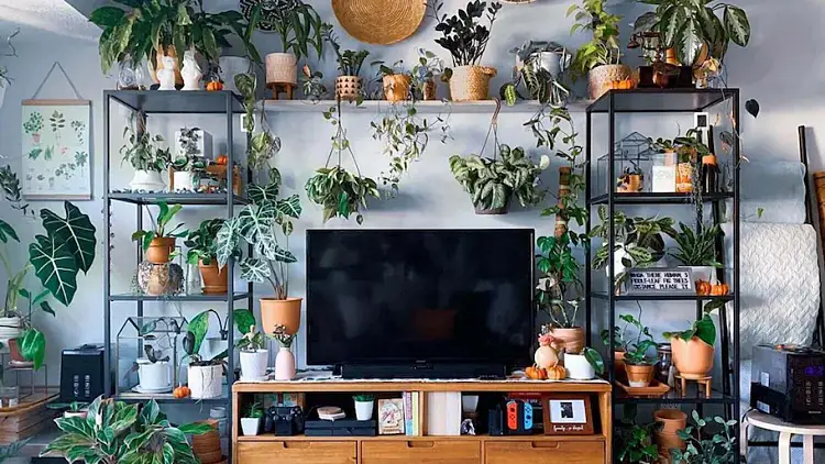 cacher la télé avec des plantes déco mur salon design astuces