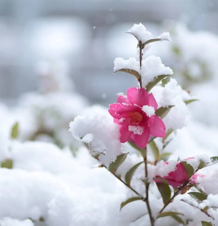 camelias fleurs à planter semer en fevrier mars 2023 conseils entretien jardin hiver gel froid neige
