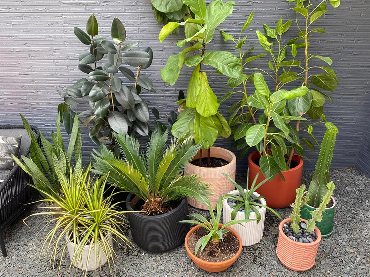 comment aménager une terrasse avec des plantes pots tropicales
