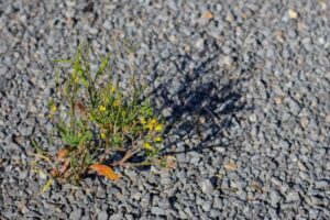 comment désherber une allée de gravier sans chimie
