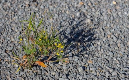 comment désherber une allée de gravier sans chimie