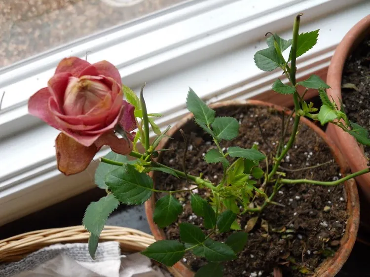 comment entretenir rempoter rosier en pot intérieur quelles sont les maladies des rosiers pourquoi mon rosier jaunit