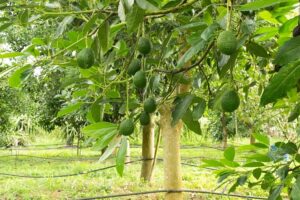 comment entretenir un avocatier en pleine terre en pot jardin
