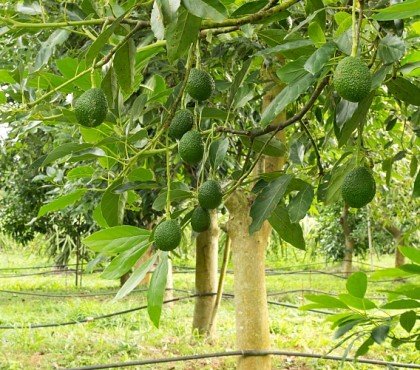 comment entretenir un avocatier en pleine terre en pot jardin