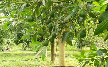 comment entretenir un avocatier en pleine terre en pot jardin