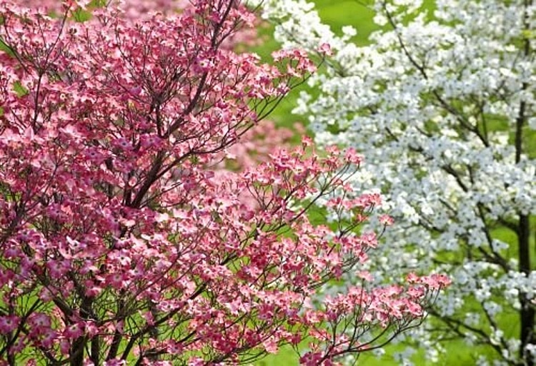 comment entretenir un cornouiller jardin pot taille