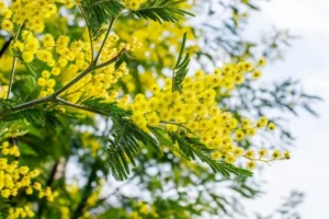 comment entretenir un mimosa d'hiver jardin coloré et parfumé arbre à fleurs persistant