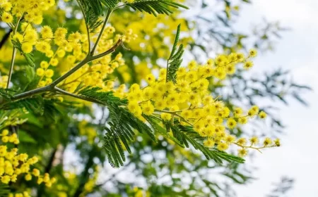 comment entretenir un mimosa d'hiver jardin coloré et parfumé arbre à fleurs persistant