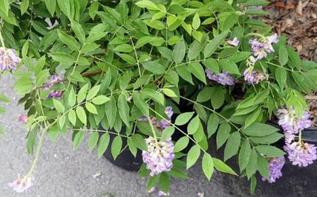 comment et quand bouturer la glycine 2023