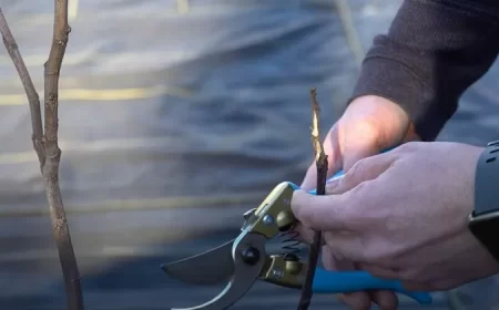 comment sauver un arbre qui a gelé étapes à suivre astuces de pro protéger arbre gel conseils