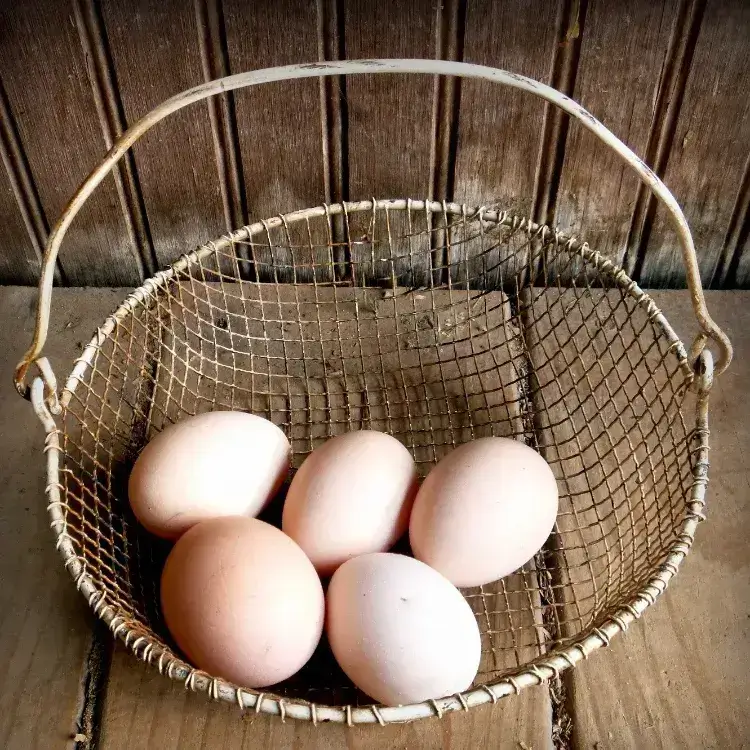 comment savoir si les œufs sont périmés astuces cuisine méthode fiable