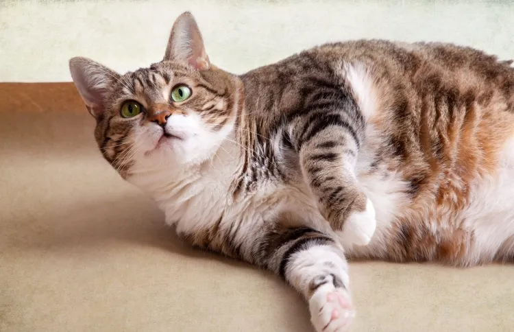 how do i know if my cat is overweight