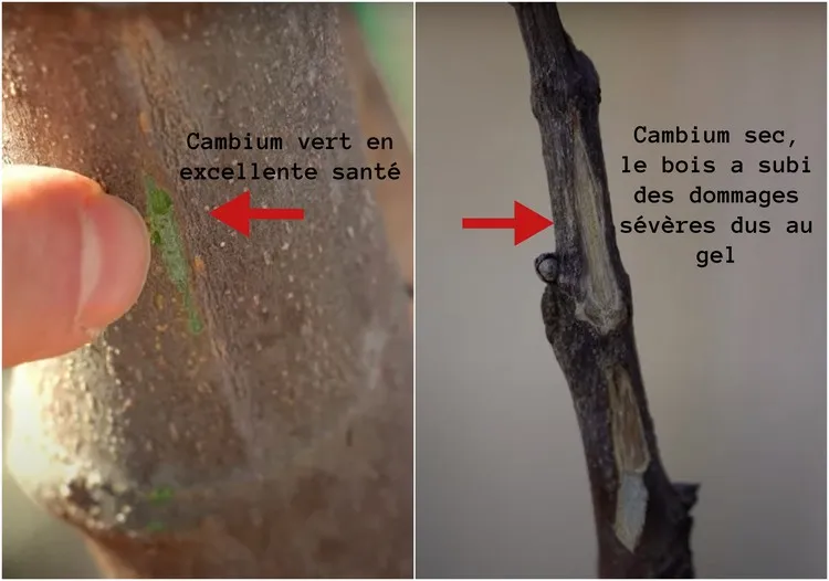 comment savoir si un arbre a gelé vérifier le cambium instructions en vidéo et images