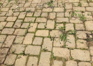 comment se débarrasser des mauvaises herbes sur la terrasse dalles pelouse