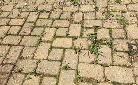 comment se débarrasser des mauvaises herbes sur la terrasse dalles pelouse