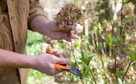comment tailler hortensia pour donner beaucoup de fleurs