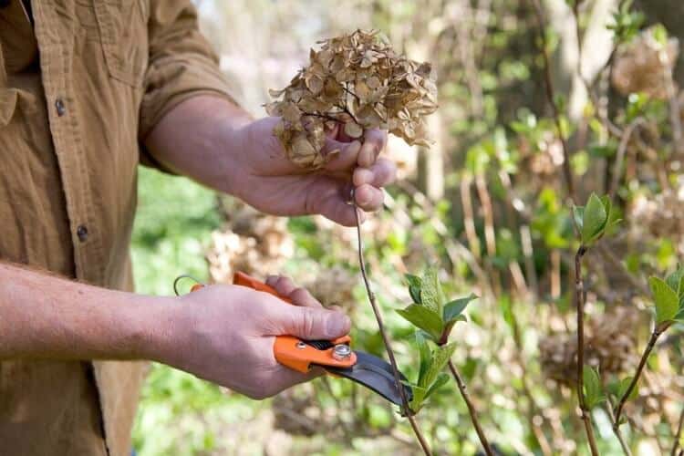 comment tailler hortensia pour donner beaucoup de fleurs