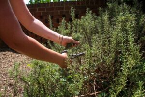 comment tailler le romarin au printemps