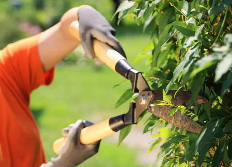comment tailler les arbustes à feuillages persistants 2023