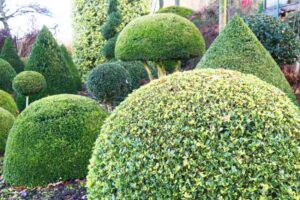 comment tailler les arbustes en boule 2023
