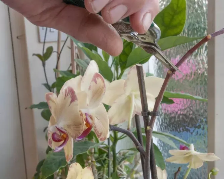 comment tailler une orchidée phalaenopsis
