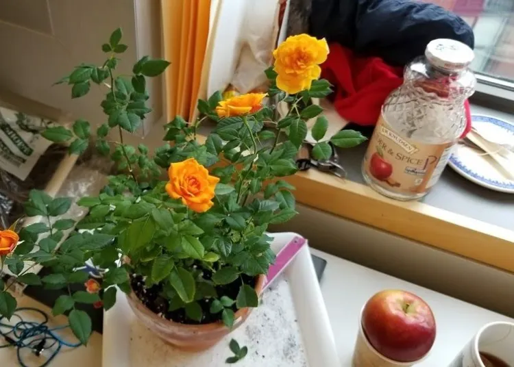 conseils entretenir un rosier en pot hiver intérieur quel pot choisir où mettre un rosier 